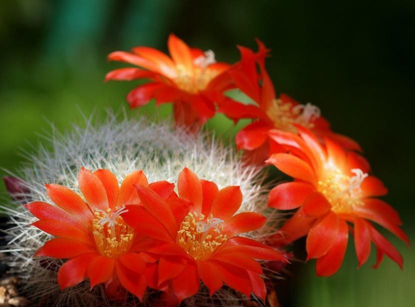Cactus Rebutia senilis i blomst