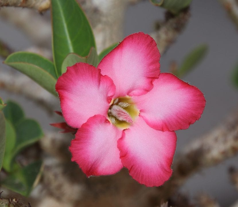 Blomst av Adenium obesum eller Desert Rose
