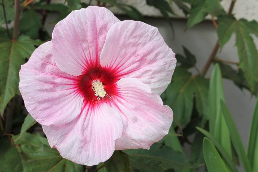 Rosa blomst av Hibiscus rosa-sinensis
