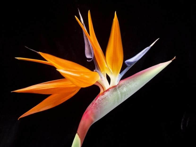 Strelitzia reginae eller Bird of Paradise i blomst