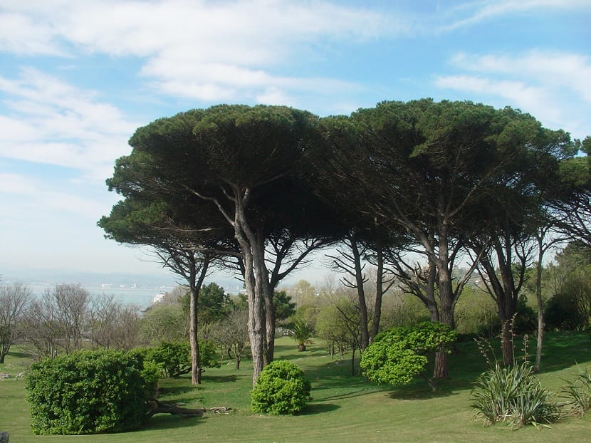 pinus pinea har et stort distribusjonsområde i mange klima