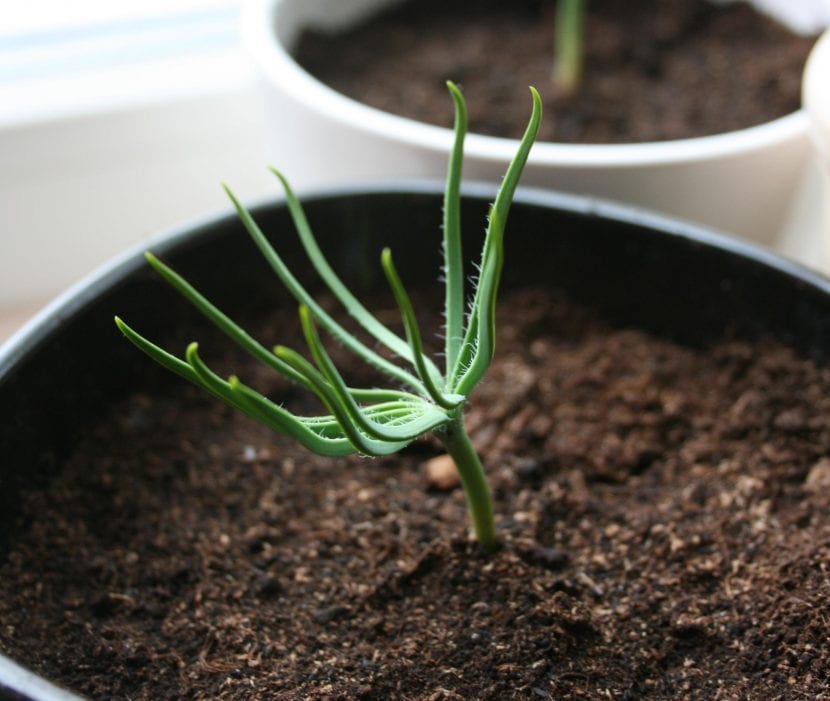 furu vokser ved å plante pinjekjerner i en gryte