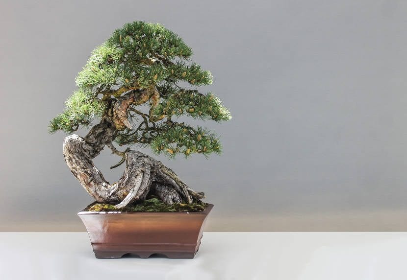 Japansk furu bonsai