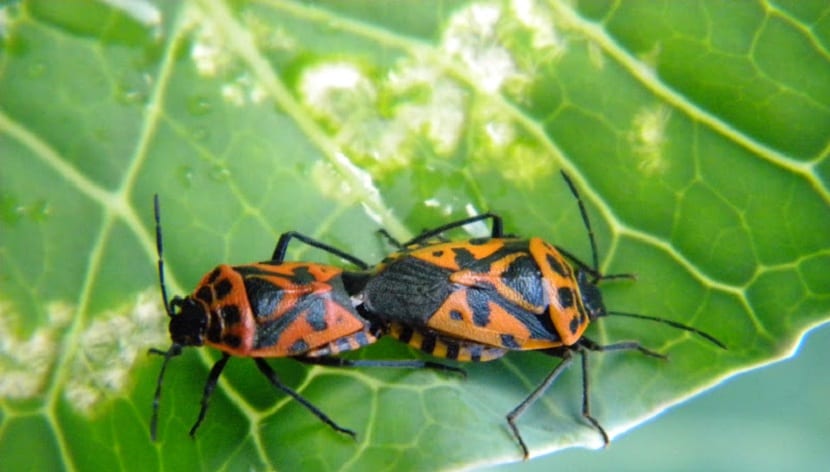 bille skadedyr kan påvirke hagen din