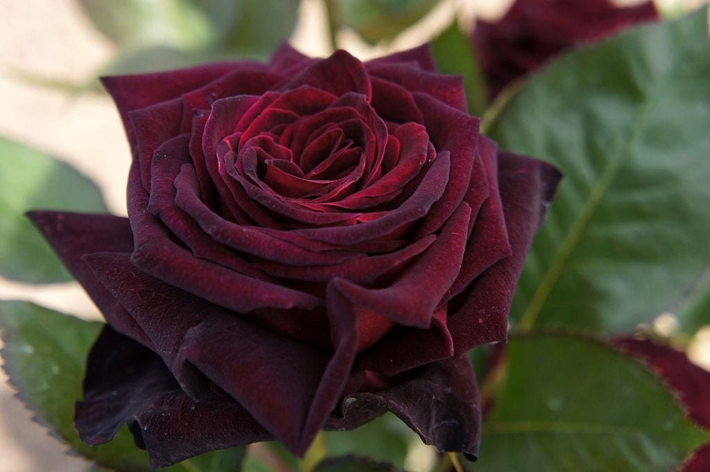 Rosa svart baccara
