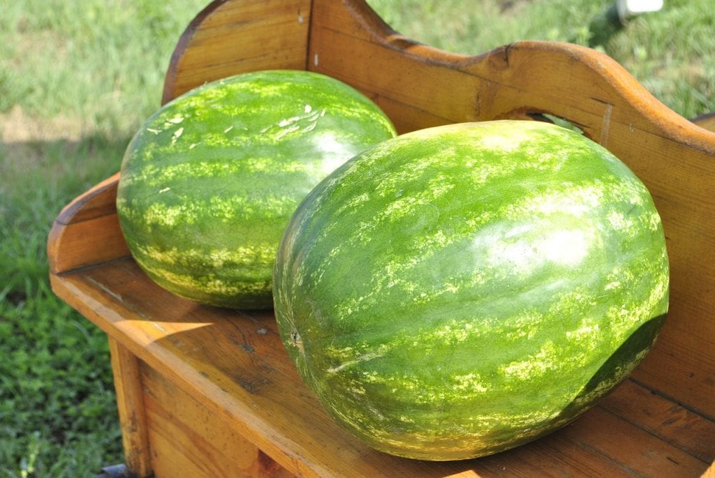 Vannmeloner