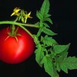 Utsikt over blad, blomst og frukt av en tomatplante