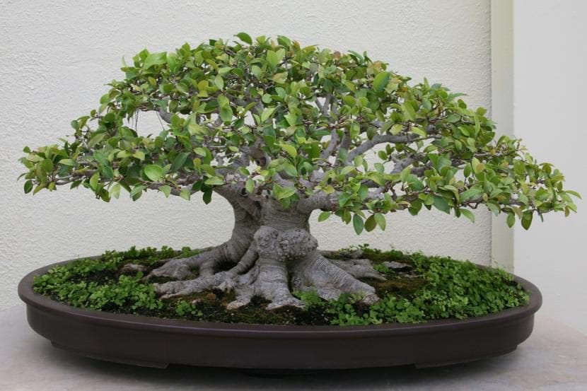 Ficus microcarpa bonsai