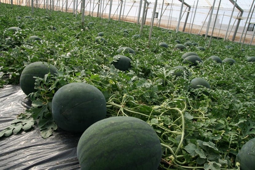 Jeg dyrker vannmelon