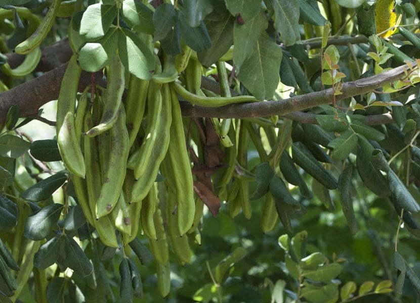 Frukt av johannesbrød eller Ceratonia siliqua