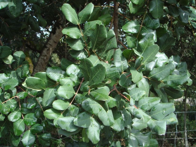 Ceratonia siliqua blader