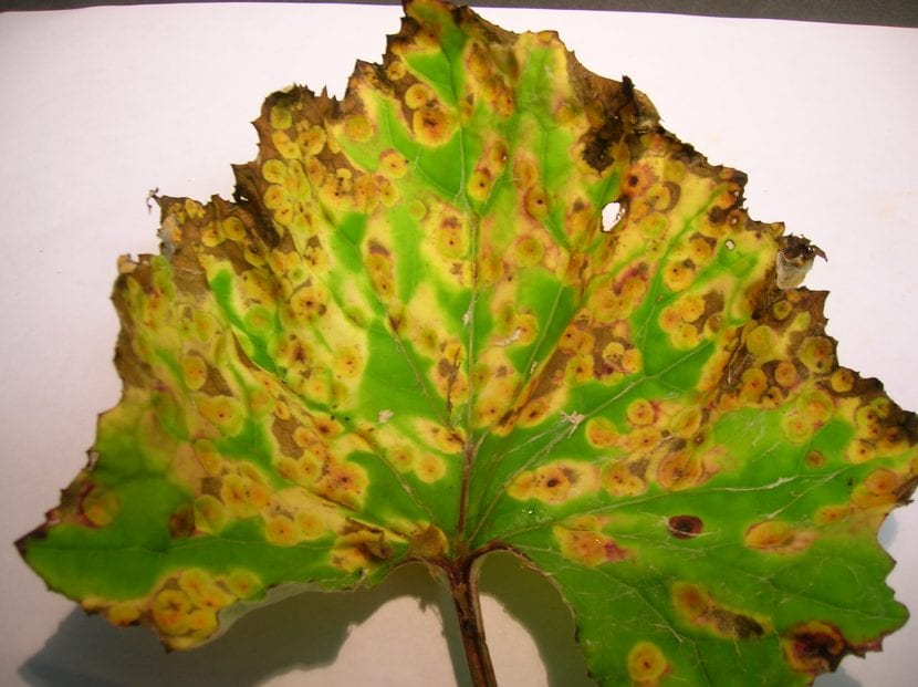 Puccinia sopp, blad symptomer
