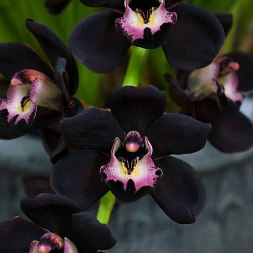 Svart orkide