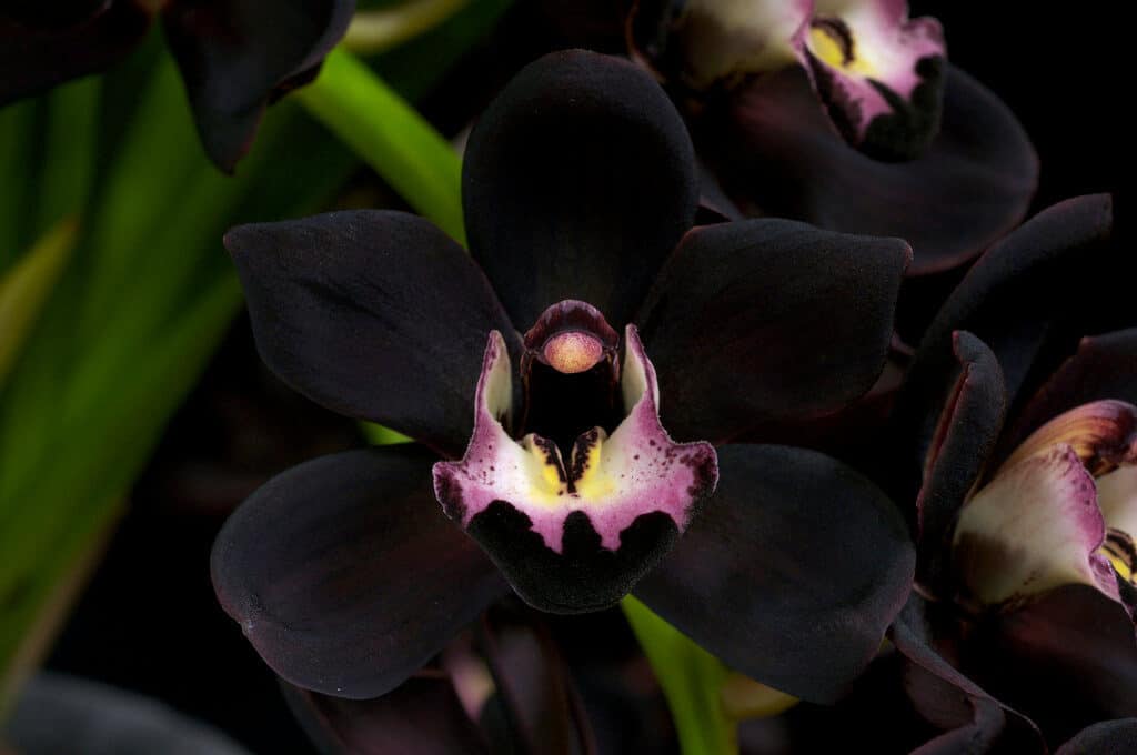 Svart orkide
