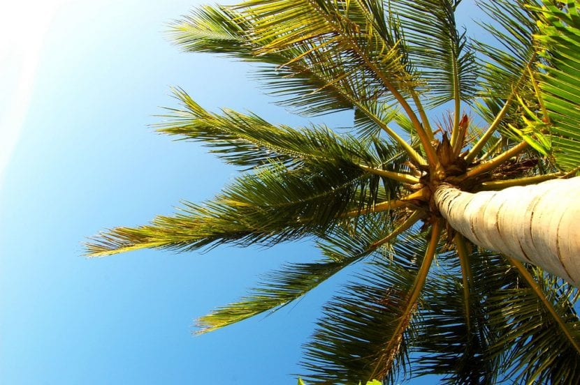 Kokospalm eller Cocos nucifera
