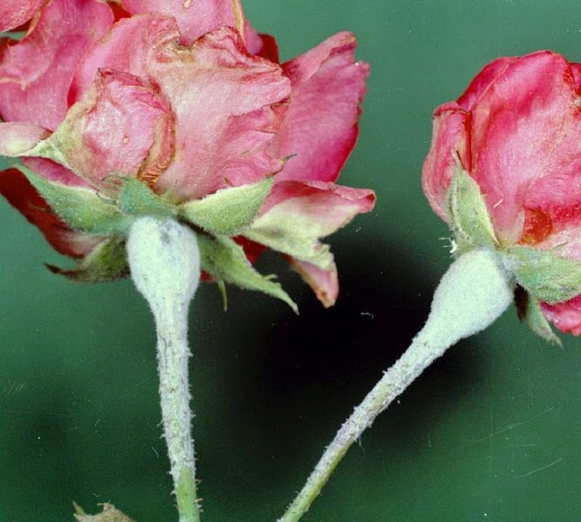 muggsykdom i rosebusk