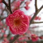 Dyrbar blomst av Prunus mume