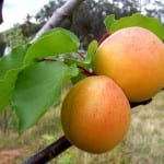 Aprikostre frukt
