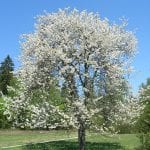 Et nydelig Prunus avium-tre i blomst