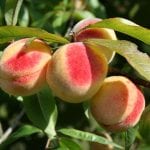 Utsikt over fruktene av Prunus persica