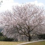 Prunus dulcis, det vitenskapelige navnet på mandeltreet.