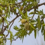 Almendras en Prunus dulcis