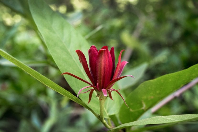 Calycanthus occidentalis i blomst
