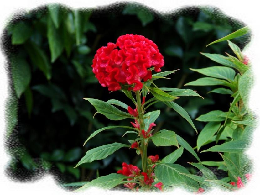 Rød blomst cockscomb