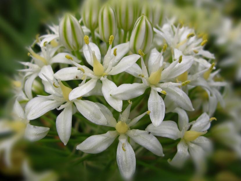 Hvite blomster av Scilla peruviana