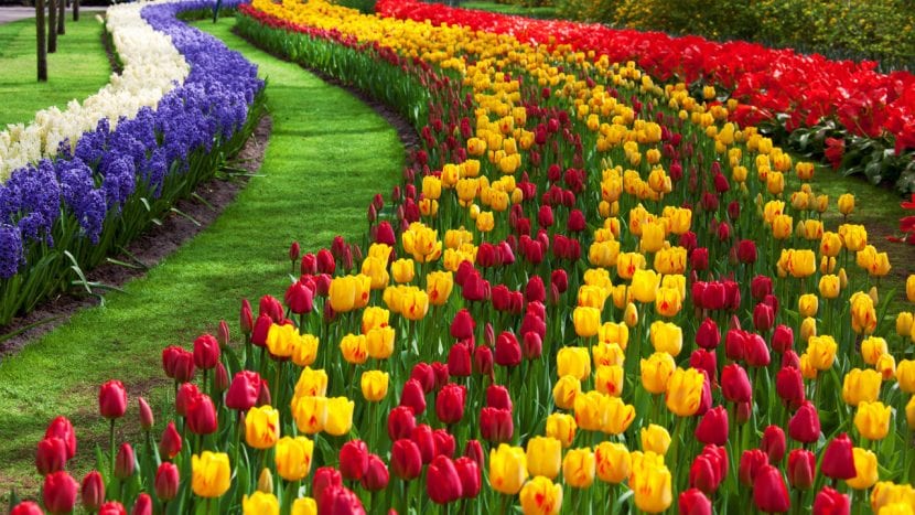 Blomstrende tulipaner