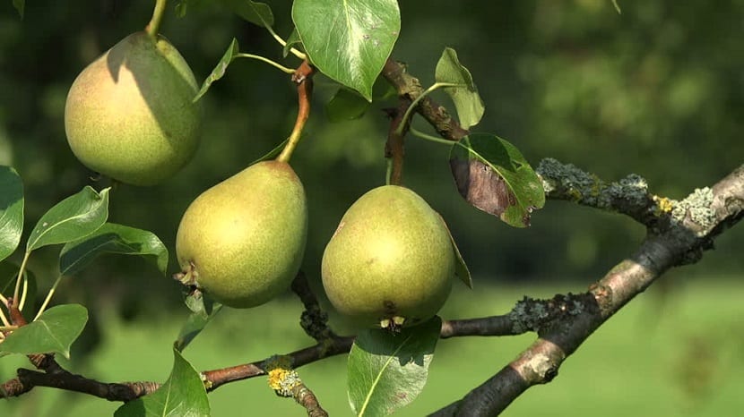 pærer er i høy etterspørsel over hele verden