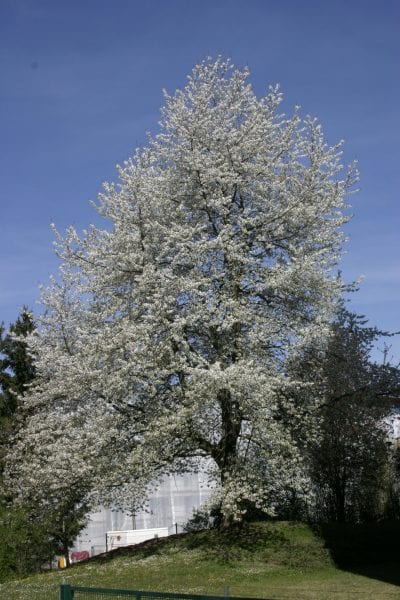 Prunus cerasus tre