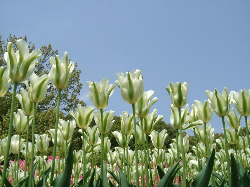 Tulipa '' Spring Green ''