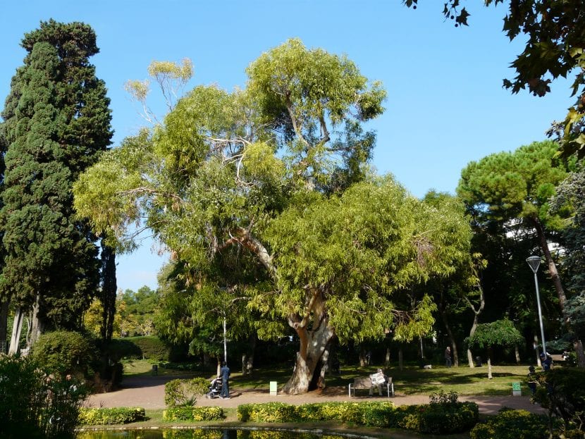 Eukalyptustrær