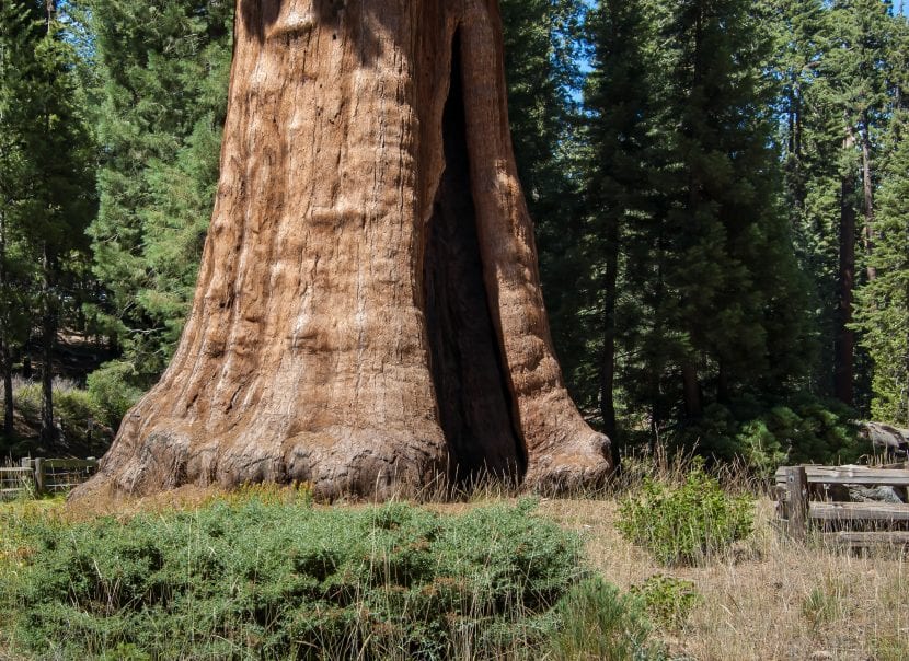 Sequoia, en av de høyeste plantene