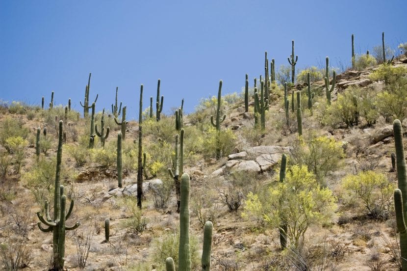 Saguaro kaktus i habitat