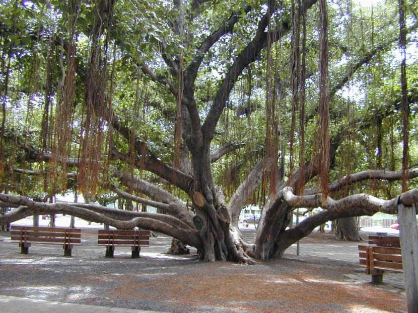 Ficus benghalensis i habitat