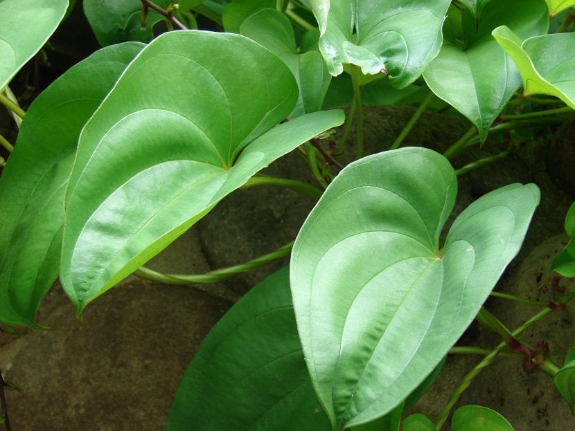 Blader av Dioscorea-planten