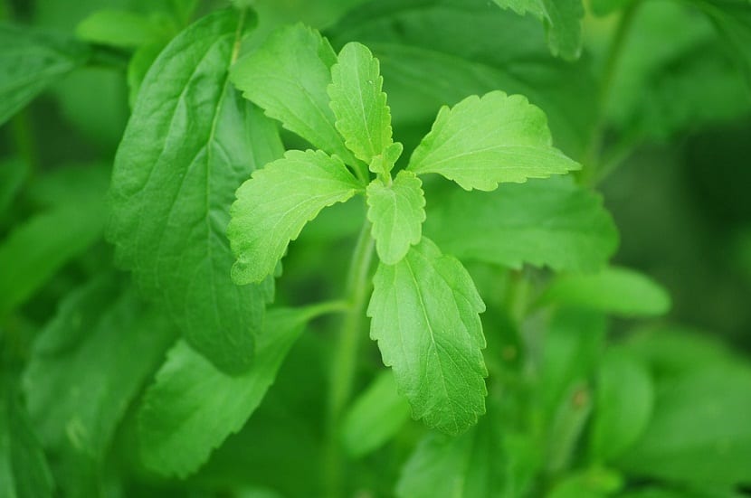 vokse Stevia-planten hjemme