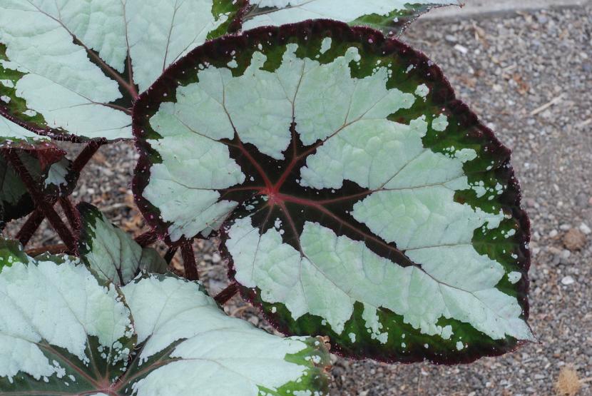 Begonia rex 'J.  Gillinwators '