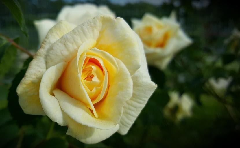 Hvit farge rose