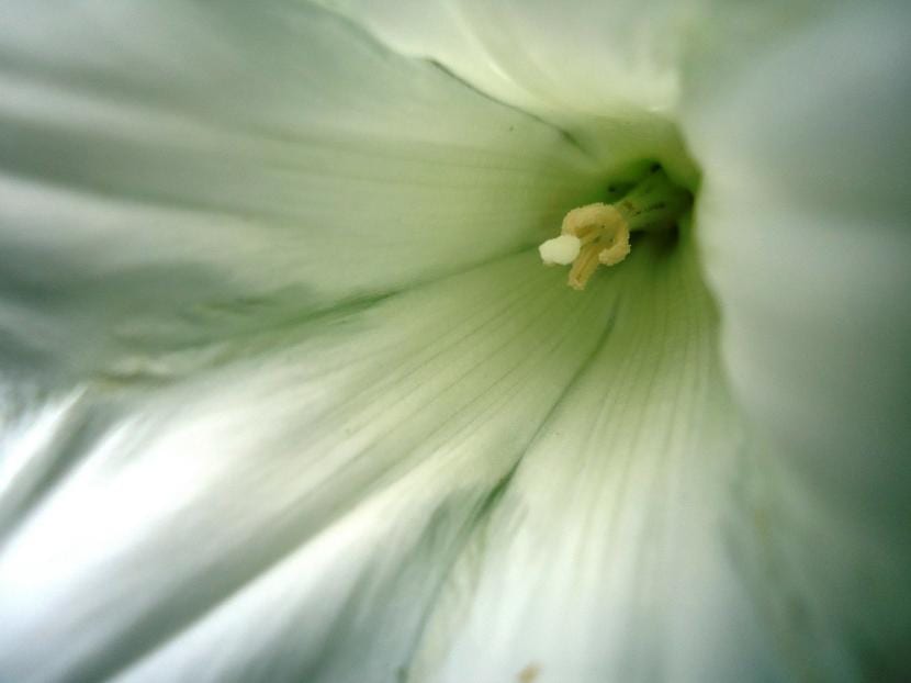 Innsiden av en hvit blomst
