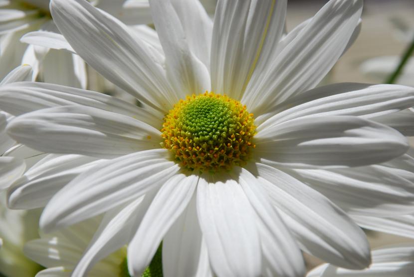 hvit blomst
