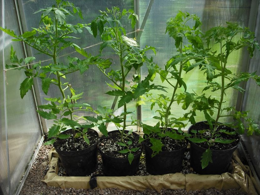 Tomatplanter