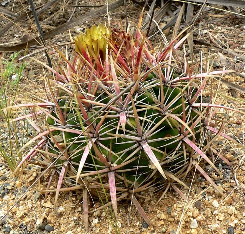 Ferocactus viridescens kaktus