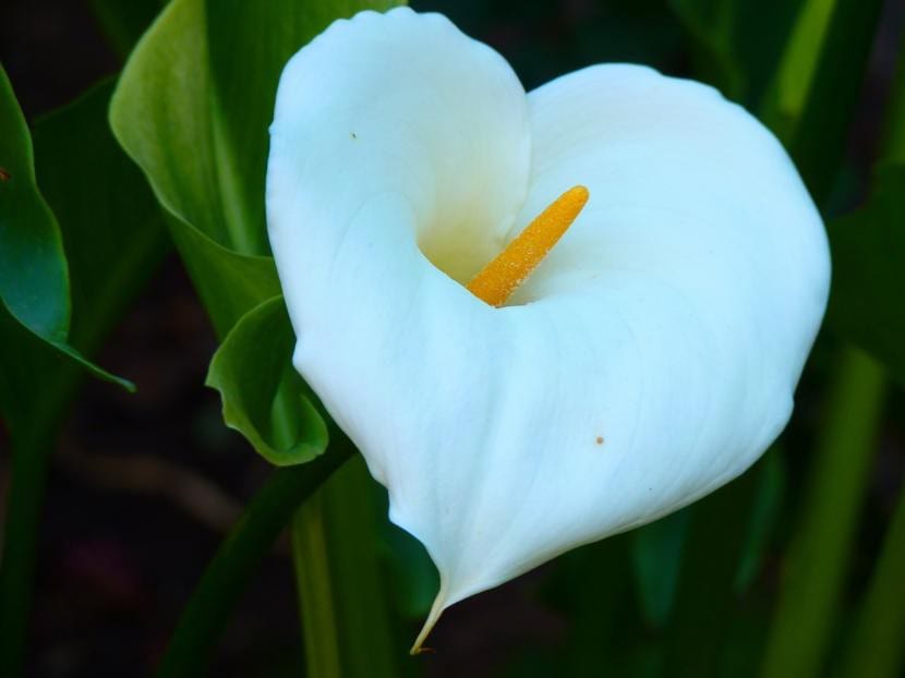 Hvit calla i blomst