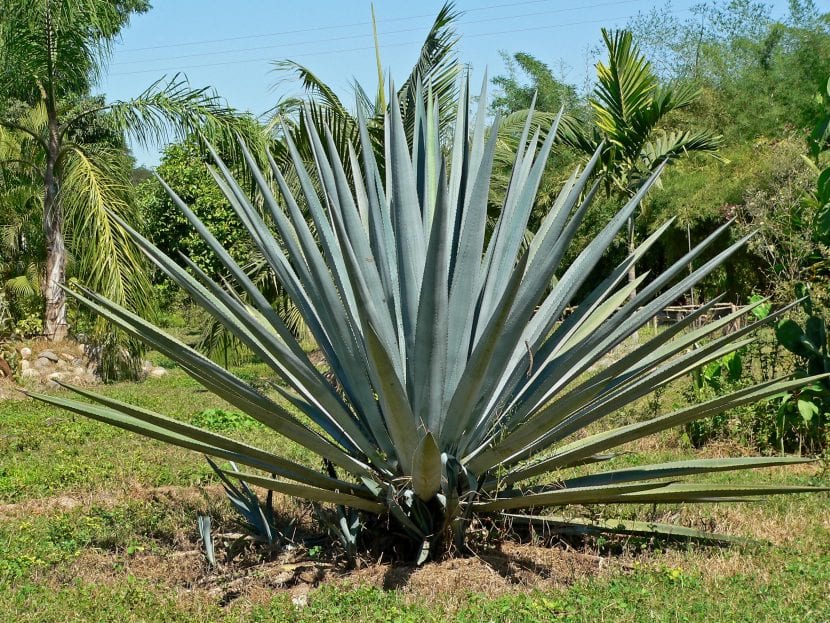 Tequilana agave