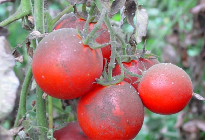 hvitflua angriper tomaten