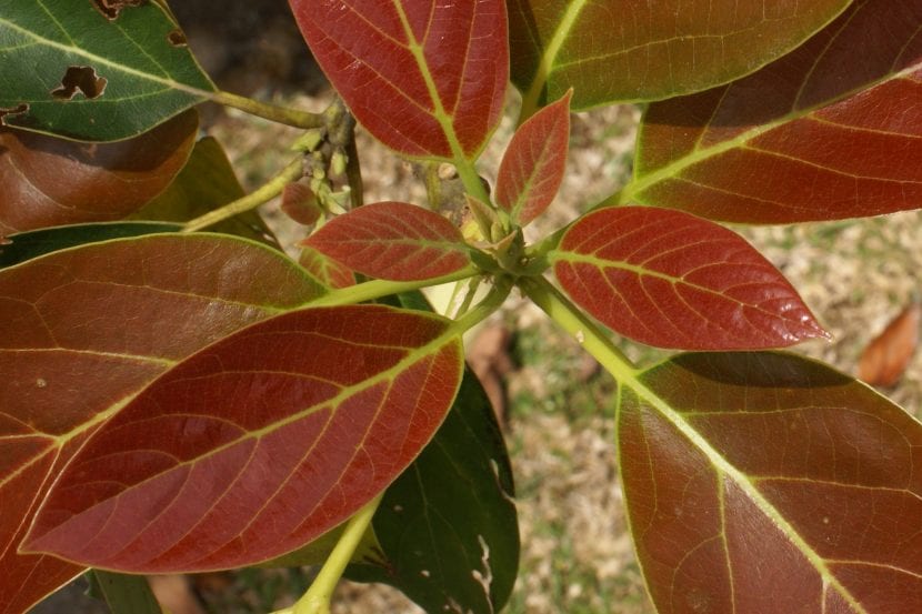 Nye blader av Persea americana eller avokado