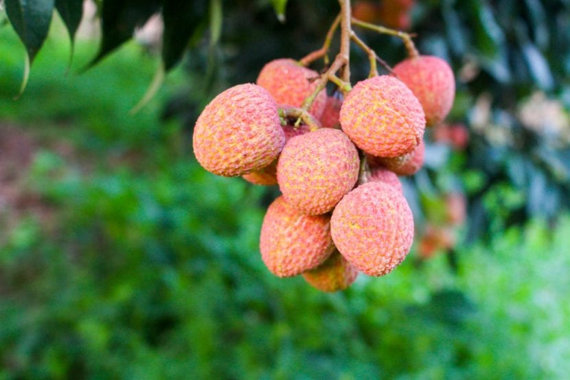 Lychee frukt